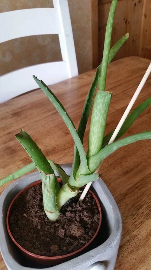 sang apotek Bevidst Aloe vera | veggiefood