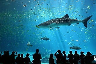 Akvariet i Dubal Mall🤩