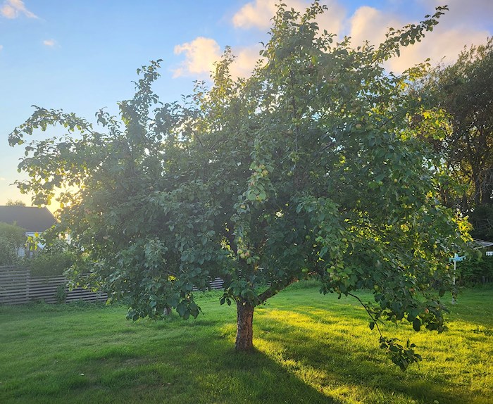 Vårat enorma äppelträd är förmodligen nästan 50 år.