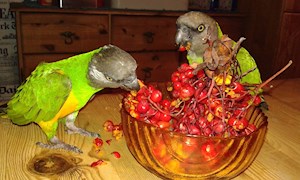 Papegojorivardagen