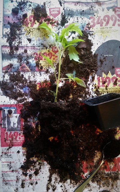 plantera och omplantera tomatplanta
